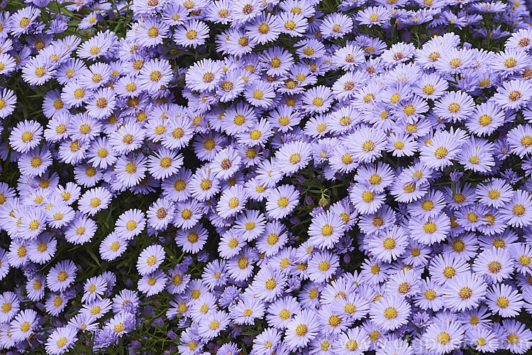 European Michaelmas. Daisy or Italian Aster (<i>Aster amellus</i>), a late summer- to autumn-flowering perennial native to the mountains of southern Europe and western Asia. It can grow to 1m high x 1.5m wide, though 50cm x 1m is more the norm in gardens. aster-2378htm'>Aster.