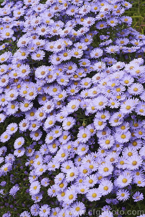 European Michaelmas. Daisy or Italian Aster (<i>Aster amellus</i>), a late summer- to autumn-flowering perennial native to the mountains of southern Europe and western Asia. It can grow to 1m high x 1.5m wide, though 50cm x 1m is more the norm in gardens. aster-2378htm'>Aster.