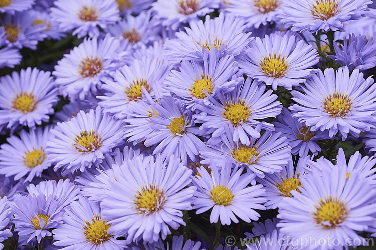 European Michaelmas. Daisy or Italian Aster (<i>Aster amellus</i>), a late summer- to autumn-flowering perennial native to the mountains of southern Europe and western Asia. It can grow to 1m high x 1.5m wide, though 50cm x 1m is more the norm in gardens. aster-2378htm'>Aster.