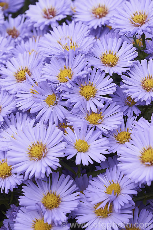 European Michaelmas. Daisy or Italian Aster (<i>Aster amellus</i>), a late summer- to autumn-flowering perennial native to the mountains of southern Europe and western Asia. It can grow to 1m high x 1.5m wide, though 50cm x 1m is more the norm in gardens. aster-2378htm'>Aster.