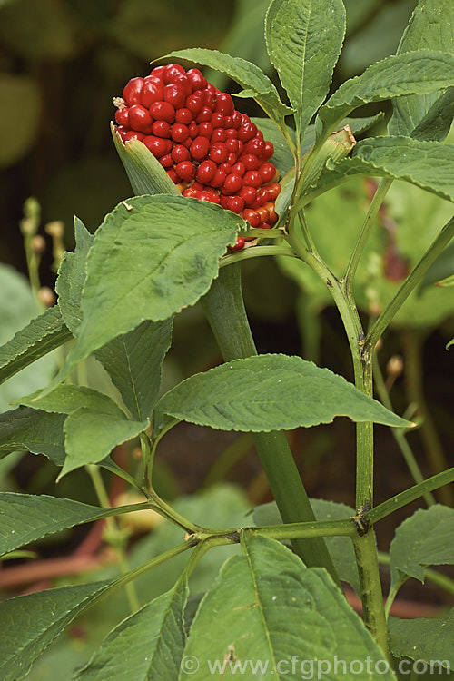 Arisaema tortuosum, a spring- to early summer-flowering perennial native to the alpine meadows of the Himalayas from India and western China to Myanmar (<i>Burma</i>). It has cream to green flowers, sometimes with maroon striping and in autumn produces the showy heads of densely packed small red fruit seen here. Order: Alismatales, Family: Araceae