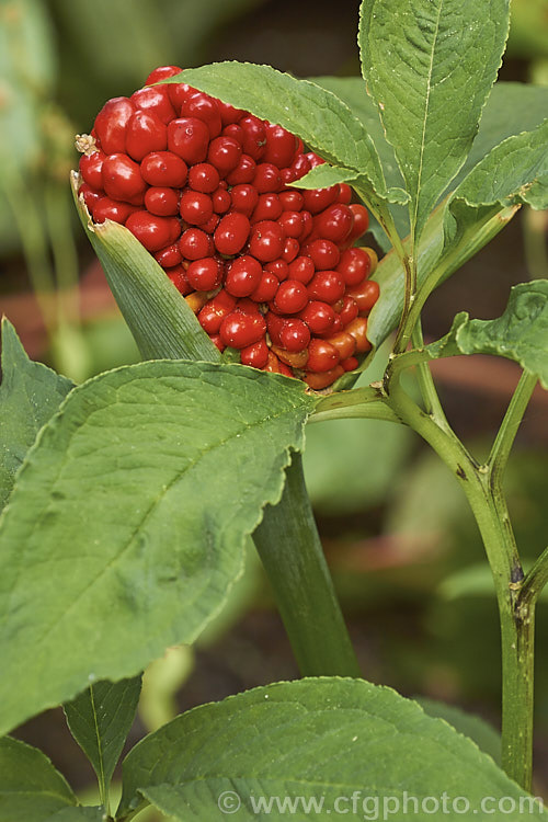 Arisaema tortuosum, a spring- to early summer-flowering perennial native to the alpine meadows of the Himalayas from India and western China to Myanmar (<i>Burma</i>). It has cream to green flowers, sometimes with maroon striping and in autumn produces the showy heads of densely packed small red fruit seen here. Order: Alismatales, Family: Araceae