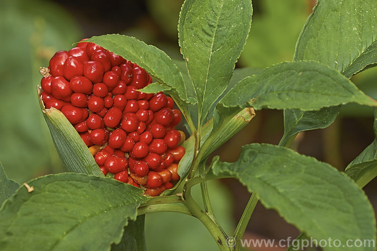 Arisaema tortuosum, a spring- to early summer-flowering perennial native to the alpine meadows of the Himalayas from India and western China to Myanmar (<i>Burma</i>). It has cream to green flowers, sometimes with maroon striping and in autumn produces the showy heads of densely packed small red fruit seen here. Order: Alismatales, Family: Araceae