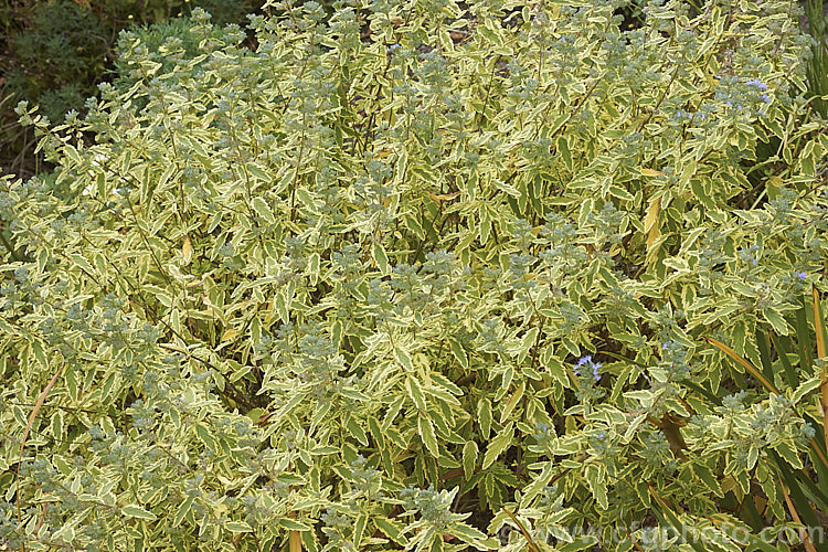 Mature foliage and flower buds of Caryopteris x clandonensis 'Summer. Sorbet', a creamy yellow variegated cultivar of the Bluebeard or Blue Spiraea, a a 15m tall deciduous shrub that is a hybrid of Caryopteris incana x Caryopteris mongholica, both northAsian species 'Summer. Sorbet' has fairly light blue flowers and is grown as much for the foliage as its flowers. caryopteris-2771htm'>Caryopteris.