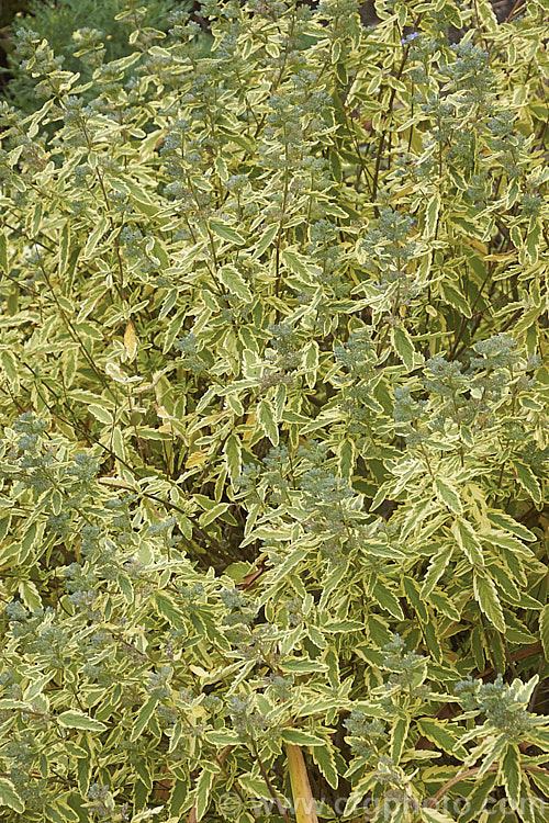 Mature foliage and flower buds of Caryopteris x clandonensis 'Summer. Sorbet', a creamy yellow variegated cultivar of the Bluebeard or Blue Spiraea, a a 15m tall deciduous shrub that is a hybrid of Caryopteris incana x Caryopteris mongholica, both northAsian species 'Summer. Sorbet' has fairly light blue flowers and is grown as much for the foliage as its flowers. caryopteris-2771htm'>Caryopteris.