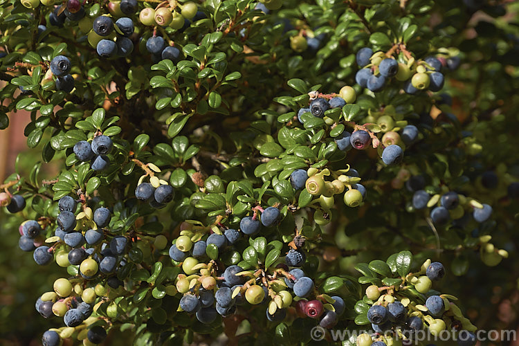 Vaccinium delavayi photo at Pictures of Plants stock image library