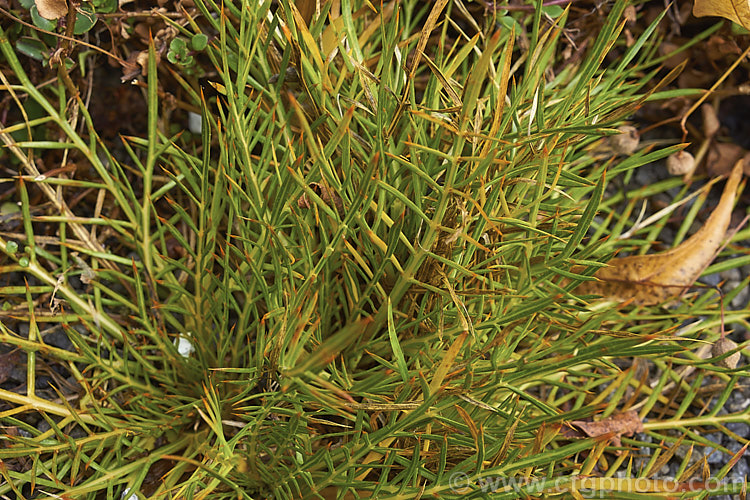 Subalpine Spaniard (<i>Aciphylla pinnatifida</i>), a small, rhizomatous, summer-flowering perennial found at elevation soft 100-1700m in Otago and Southland, New Zealand Although only small, with flower stems to 30cm tall, its leaves are tipped with sharp spines. Order: Apiales, Family: Apiaceae