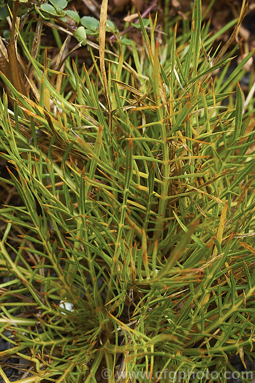 Subalpine Spaniard (<i>Aciphylla pinnatifida</i>), a small, rhizomatous, summer-flowering perennial found at elevation soft 100-1700m in Otago and Southland, New Zealand Although only small, with flower stems to 30cm tall, its leaves are tipped with sharp spines. Order: Apiales, Family: Apiaceae