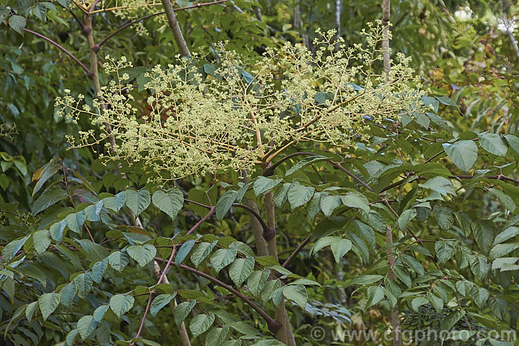 American. Angelica. Tree, Devil's Walking. Stick (<i>Aralia spinosa</i>), a clumping deciduous shrub or tree from eastern North America. It produces heads of white flowers in summer and its stems are coved in short, sharp spines. In good years the autumn foliage colours can be brilliant. Order: Apiales, Family: Araliaceae