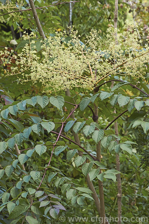 American. Angelica. Tree, Devil's Walking. Stick (<i>Aralia spinosa</i>), a clumping deciduous shrub or tree from eastern North America. It produces heads of white flowers in summer and its stems are coved in short, sharp spines. In good years the autumn foliage colours can be brilliant. Order: Apiales, Family: Araliaceae