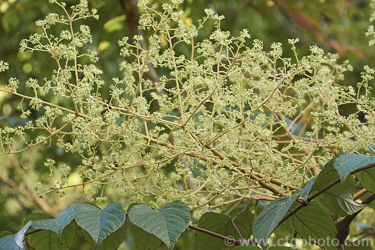 American. Angelica. Tree, Devil's Walking. Stick (<i>Aralia spinosa</i>), a clumping deciduous shrub or tree from eastern North America. It produces heads of white flowers in summer and its stems are coved in short, sharp spines. In good years the autumn foliage colours can be brilliant. Order: Apiales, Family: Araliaceae