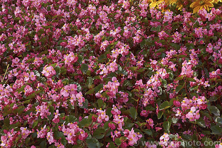 Begonia semperflorens-cultorum 'Baby Wing' Pink, one of the many semperflorens hybrids. Derived from several fibrous-rooted species, these small-flowered hybrids occur in green- and red-leaved forms and in a range of flower colours. Although perennial, they are frost-tender and are usually treated as annuals. Order: Cucurbitales, Family: Begoniaceae