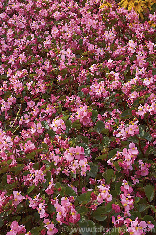 Begonia semperflorens-cultorum 'Baby Wing' Pink, one of the many semperflorens hybrids. Derived from several fibrous-rooted species, these small-flowered hybrids occur in green- and red-leaved forms and in a range of flower colours. Although perennial, they are frost-tender and are usually treated as annuals. Order: Cucurbitales, Family: Begoniaceae