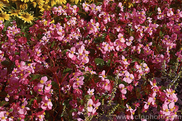 Begonia semperflorens-cultorum 'Baby Wing' Pink, one of the many semperflorens hybrids. Derived from several fibrous-rooted species, these small-flowered hybrids occur in green- and red-leaved forms and in a range of flower colours. Although perennial, they are frost-tender and are usually treated as annuals. Order: Cucurbitales, Family: Begoniaceae