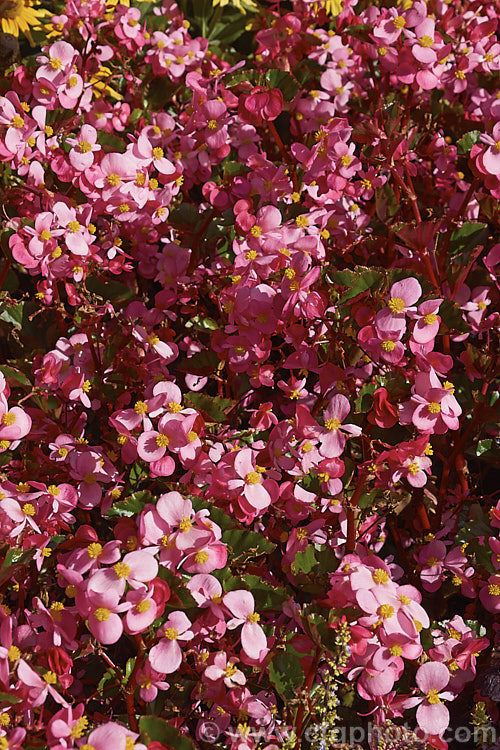 Begonia semperflorens-cultorum 'Baby Wing' Pink, one of the many semperflorens hybrids. Derived from several fibrous-rooted species, these small-flowered hybrids occur in green- and red-leaved forms and in a range of flower colours. Although perennial, they are frost-tender and are usually treated as annuals. Order: Cucurbitales, Family: Begoniaceae