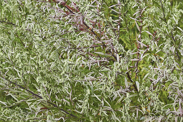 Autumnal flowering stems of Mugwort or Common Wormwood (<i>Artemisia vulgaris</i>), a woody-stemmed perennial or subshrub in mild areas and an herbaceous perennial elsewhere. The foliage is variable and that on the flowering stems is usually finer than the basal leaves. Originally a Eurasian plant, it has naturalised in many areas. artemisia-2364htm'>Artemisia.