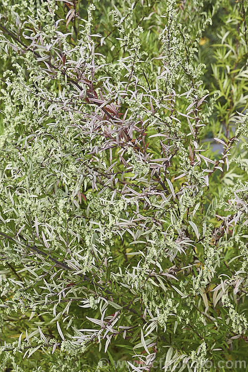 Autumnal flowering stems of Mugwort or Common Wormwood (<i>Artemisia vulgaris</i>), a woody-stemmed perennial or subshrub in mild areas and an herbaceous perennial elsewhere. The foliage is variable and that on the flowering stems is usually finer than the basal leaves. Originally a Eurasian plant, it has naturalised in many areas. artemisia-2364htm'>Artemisia.