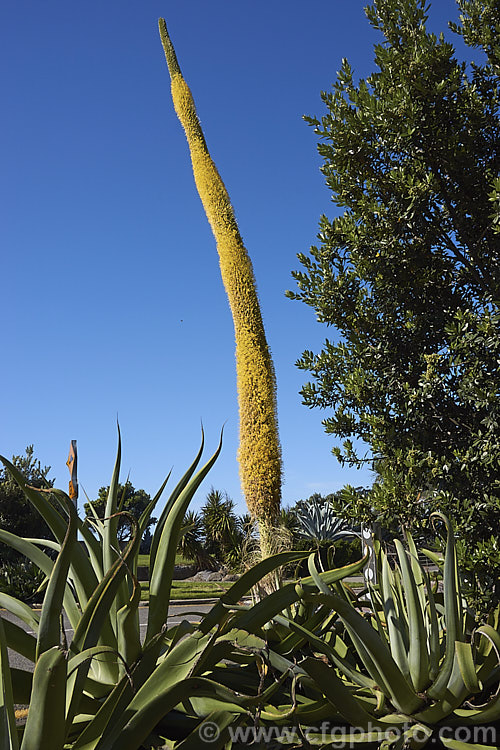 Octopus Agave or Amole (<i>Agave vilmoriniana</i>), a large rosette-forming monocarpic succulent native to Mexico, where it occurs at elevations of up to 1700m. The thick, fleshy leaves are smooth-edged, relatively narrow on mature plants and often have a slight longitudinal twist. The flower stems are up to 3.5m tall and when developing the buds of the creamy yellow flowers are protected by a dense covering of narrow pinkish-purple bracts that are almost hair-like at the tip of the flower stem. Order: Asparagales, Family: Asparagaceae