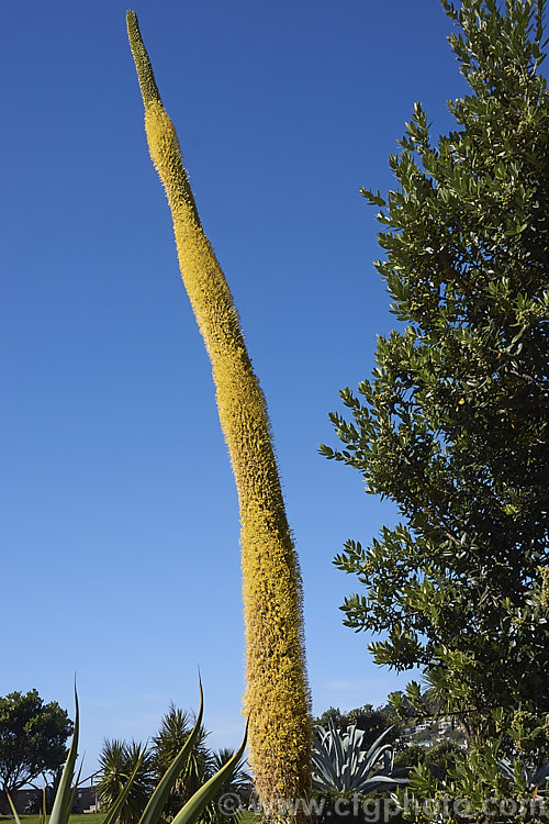 Octopus Agave or Amole (<i>Agave vilmoriniana</i>), a large rosette-forming monocarpic succulent native to Mexico, where it occurs at elevations of up to 1700m. The thick, fleshy leaves are smooth-edged, relatively narrow on mature plants and often have a slight longitudinal twist. The flower stems are up to 3.5m tall and when developing the buds of the creamy yellow flowers are protected by a dense covering of narrow pinkish-purple bracts that are almost hair-like at the tip of the flower stem. Order: Asparagales, Family: Asparagaceae