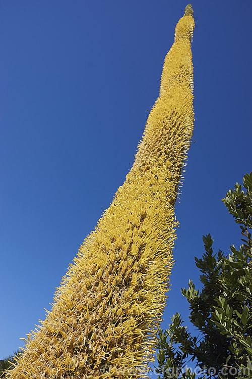 The flower stem of the Octopus Agave or Amole (<i>Agave vilmoriniana</i>), a large rosette-forming monocarpic succulent native to Mexico, where it occurs at elevations of up to 1700m. The thick, fleshy leaves are smooth-edged, relatively narrow on mature plants and often have a slight longitudinal twist. The flower stems are up to 3.5m tall and when developing the buds of the creamy yellow flowers are protected by a dense covering of narrow pinkish-purple bracts that are almost hair-like at the tip of the flower stem. Order: Asparagales, Family: Asparagaceae