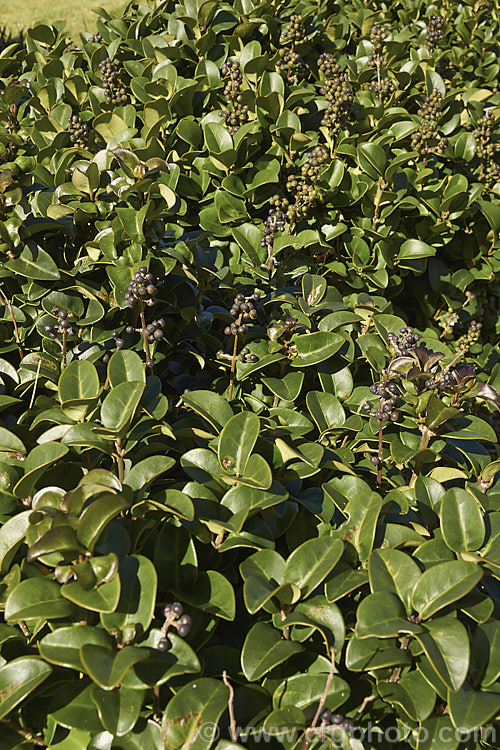 Ligustrum japonicum 'Rotundifolium', a slow-growing, erect, round-leafed form of an evergreen shrub native to Japan. The foliage is very thick and leathery 'Rotundifolium' grows to around 2m tall ligustrum-3093htm'>Ligustrum. <a href='oleaceae-plant-family-photoshtml'>Oleaceae</a>.