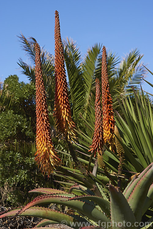 Tilt-head. Aloe (<i>Aloe hexapetala [syn. Aloe speciosa]), a trunk-forming, sometimes tree-like, spring-flowering. South African succulent up to 3m tall. The toothed leaves can reach 80cm long and the inflorescences, which are unbranched but clustered, are up to 50cm long. Order: Asparagales, Family: Asphodelaceae