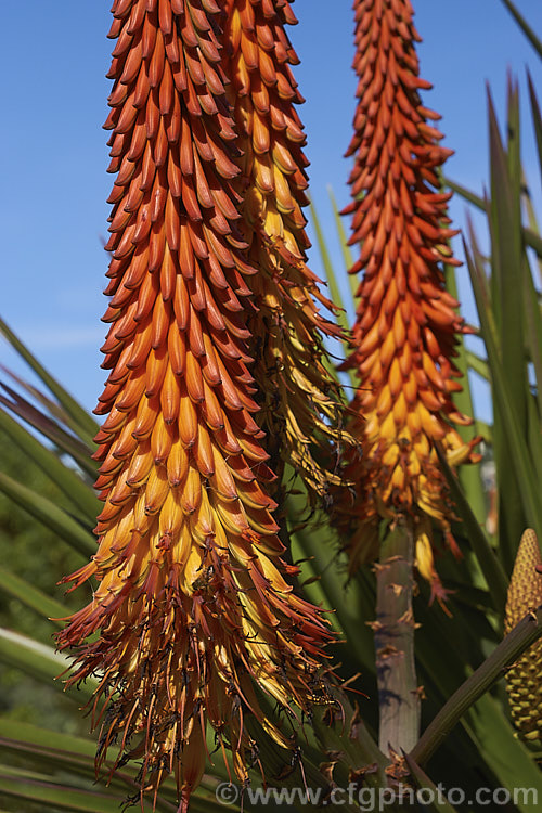 Tilt-head. Aloe (<i>Aloe hexapetala [syn. Aloe speciosa]), a trunk-forming, sometimes tree-like, spring-flowering. South African succulent up to 3m tall. The toothed leaves can reach 80cm long and the inflorescences, which are unbranched but clustered, are up to 50cm long. Order: Asparagales, Family: Asphodelaceae