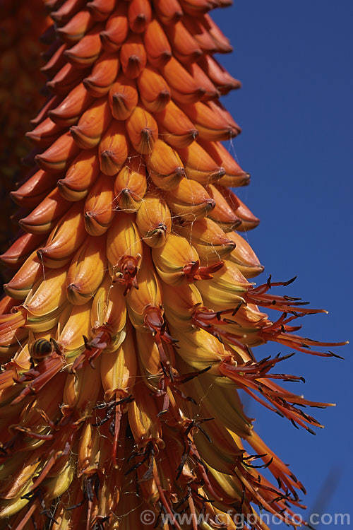 Tilt-head. Aloe (<i>Aloe hexapetala [syn. Aloe speciosa]), a trunk-forming, sometimes tree-like, spring-flowering. South African succulent up to 3m tall. The toothed leaves can reach 80cm long and the inflorescences, which are unbranched but clustered, are up to 50cm long. Order: Asparagales, Family: Asphodelaceae