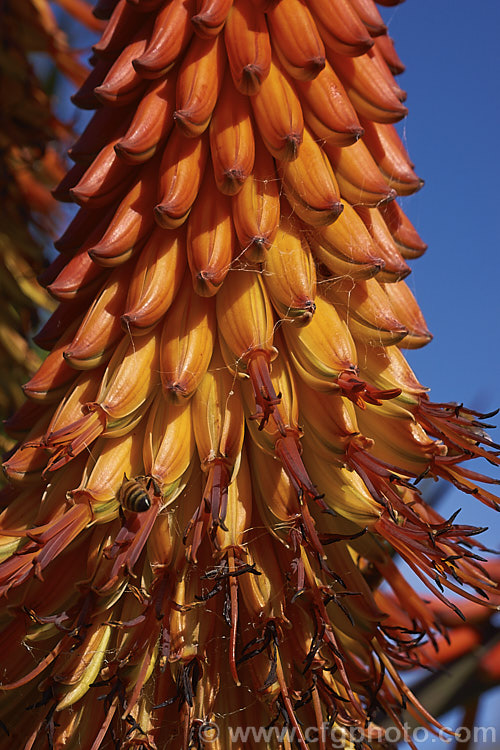 Tilt-head. Aloe (<i>Aloe hexapetala [syn. Aloe speciosa]), a trunk-forming, sometimes tree-like, spring-flowering. South African succulent up to 3m tall. The toothed leaves can reach 80cm long and the inflorescences, which are unbranched but clustered, are up to 50cm long. Order: Asparagales, Family: Asphodelaceae