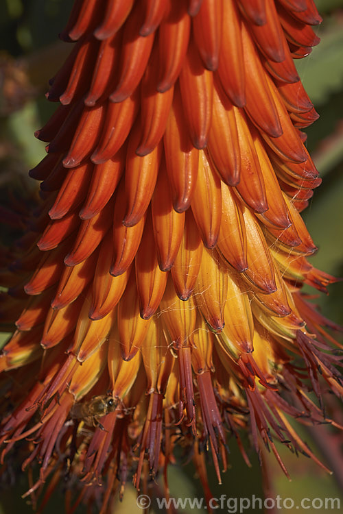 Tilt-head. Aloe (<i>Aloe hexapetala [syn. Aloe speciosa]), a trunk-forming, sometimes tree-like, spring-flowering. South African succulent up to 3m tall. The toothed leaves can reach 80cm long and the inflorescences, which are unbranched but clustered, are up to 50cm long. Order: Asparagales, Family: Asphodelaceae