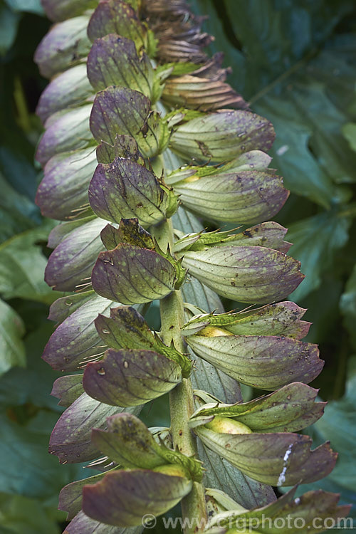 A spent flowering stem of Bear's Breeches (<i>Acanthus mollis</i>) with seed capsules. This usually evergreen summer-flowering perennial is native to southwest Europe and North Africa. It was often featured in ancient Greek and Roman designs. Order: Lamiales, Family: Acanthaceae