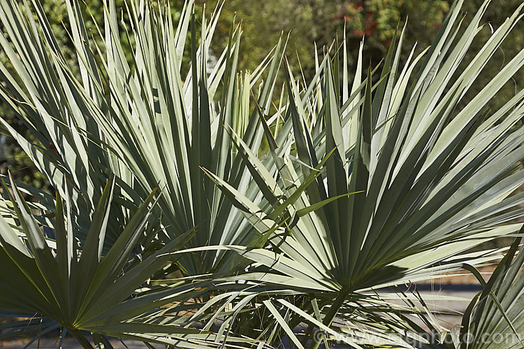 The silvery blue foliage of a young Mexican Blue Palm or Blue Hesper. Palm (<i>Brahea armata</i>), a 12m tall species found naturally in the rocky canyons of northern Baja. California, northwestern Mexico. Order: Arecales, Family: Arecaceae