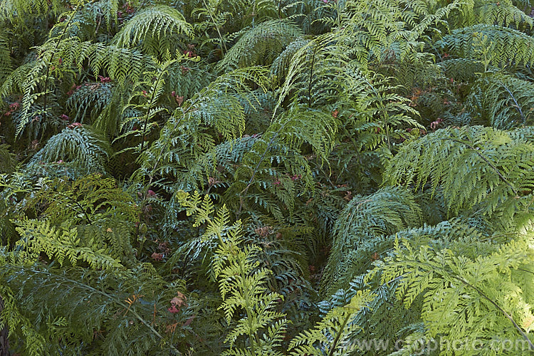 Hen and Chickens. Fern (<i>Asplenium bulbiferum</i>), an evergreen fern native to Australia and New Zealand So-named for the small plantlets that form along the edge of the fronds. As can be seen here, it soon forms a dense thicket of fronds. asplenium-2279htm'>Asplenium. <a href='aspleniaceae-plant-family-photoshtml'>Aspleniaceae</a>.