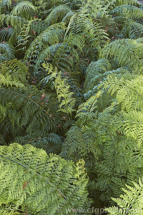 Hen and Chickens. Fern (<i>Asplenium bulbiferum</i>), an evergreen fern native to Australia and New Zealand So-named for the small plantlets that form along the edge of the fronds. As can be seen here, it soon forms a dense thicket of fronds. asplenium-2279htm'>Asplenium. <a href='aspleniaceae-plant-family-photoshtml'>Aspleniaceae</a>.