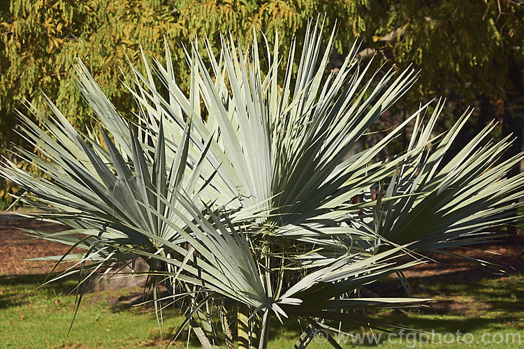 The silvery blue foliage of a young Mexican Blue Palm or Blue Hesper. Palm (<i>Brahea armata</i>), a 12m tall species found naturally in the rocky canyons of northern Baja. California, northwestern Mexico. Order: Arecales, Family: Arecaceae