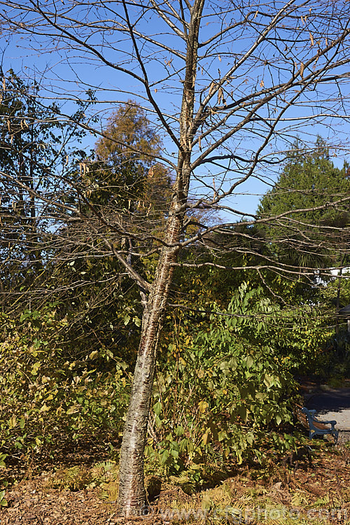 Sweet Birch, Cherry Birch or Mahogany. Birch (<i>Betula lenta</i>) in early winter. This deciduous tree, up to 20m tall, native to eastern North America. The tree can be tapped in spring to produce a molasses-like syrup from its sap and its roots were a source of oil of wintergreen. The peeling bark is often very reminiscent of that of the Birch. Bark. Cherry (<i>Prunus serrula</i>). betula-2077htm'>Betula. <a href='betulaceae-plant-family-photoshtml'>Betulaceae</a>.