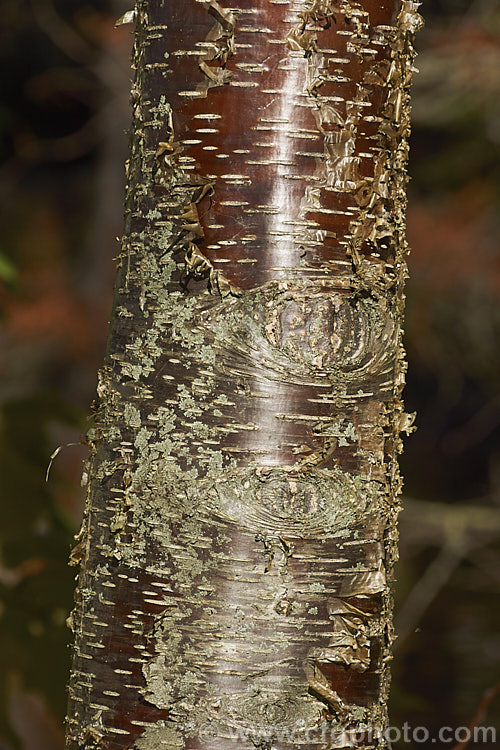 The bark of the Sweet Birch, Cherry Birch or Mahogany. Birch (<i>Betula lenta</i>), a deciduous tree up to 20m tall, native to eastern North America. The tree can be tapped in spring to produce a molasses-like syrup from its sap and its roots were a source of oil of wintergreen. The peeling bark is often very reminiscent of that of the Birch. Bark. Cherry (<i>Prunus serrula</i>). betula-2077htm'>Betula. <a href='betulaceae-plant-family-photoshtml'>Betulaceae</a>.