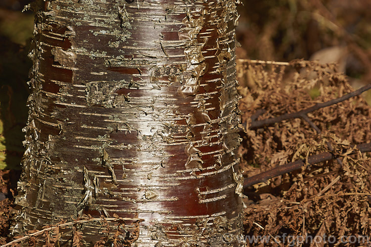 The bark of the Sweet Birch, Cherry Birch or Mahogany. Birch (<i>Betula lenta</i>), a deciduous tree up to 20m tall, native to eastern North America. The tree can be tapped in spring to produce a molasses-like syrup from its sap and its roots were a source of oil of wintergreen. The peeling bark is often very reminiscent of that of the Birch. Bark. Cherry (<i>Prunus serrula</i>). betula-2077htm'>Betula. <a href='betulaceae-plant-family-photoshtml'>Betulaceae</a>.