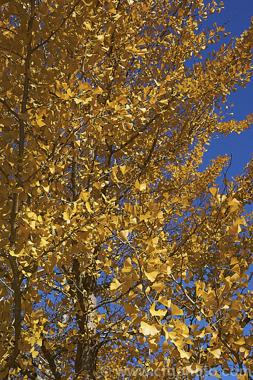 The bright yellow autumn foliage of the Ginkgo or Maidenhair. Tree (<i>Ginkgo biloba</i>), an ancient Chinese deciduous treeThis is clearly a male tree as it does not have the distinctively smelly fruit that would be seen on a female. ginkgo-2161htm'>Ginkgo. <a href='ginkgoaceae-plant-family-photoshtml'>Ginkgoaceae</a>.