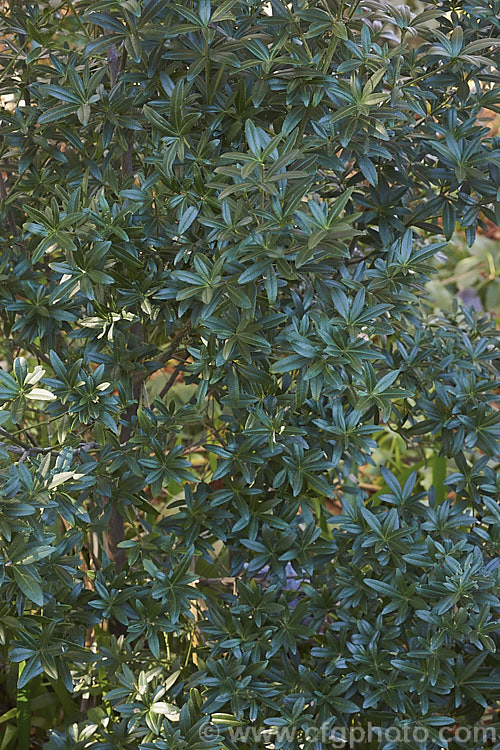 The mature foliage of the Whitey-wood or Wirewood (<i>Acradenia frankliniae</i>), an evergreen citrus family shrub native to western Tasmania. It grows to around 25m high x 15m wide, has aromatic dark green foliage and in spring produces heads of small white flowers. The effect is rather like the far more widely cultivated Mexican Orange Blosssom (<i>Choisya ternata</i>) but with a more restrained growth habit and darker, thicker leaves. Order: Sapindales, Family: Rutaceae