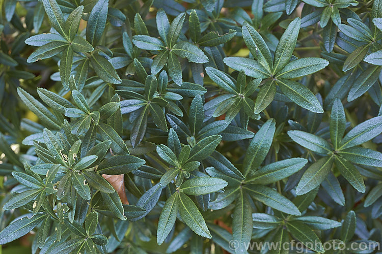 The mature foliage of the Whitey-wood or Wirewood (<i>Acradenia frankliniae</i>), an evergreen citrus family shrub native to western Tasmania. It grows to around 25m high x 15m wide, has aromatic dark green foliage and in spring produces heads of small white flowers. The effect is rather like the far more widely cultivated Mexican Orange Blosssom (<i>Choisya ternata</i>) but with a more restrained growth habit and darker, thicker leaves. Order: Sapindales, Family: Rutaceae