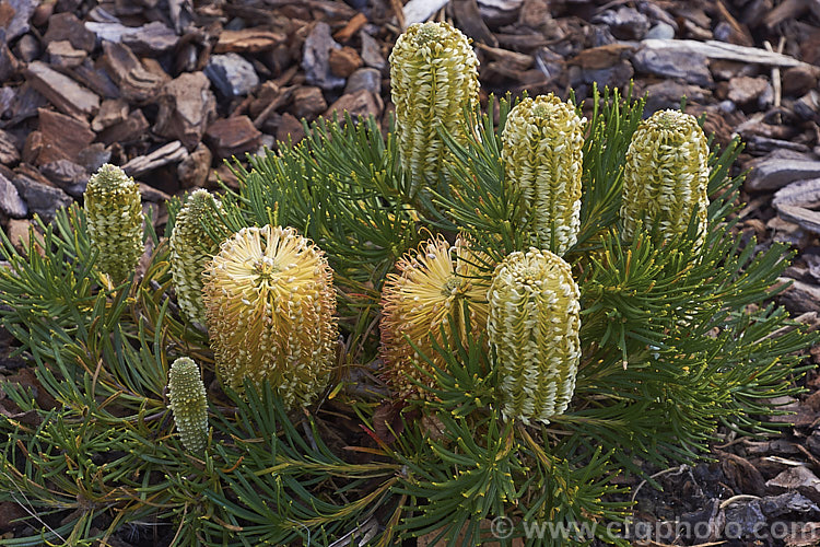 Banksia spinulosa 'Birthday Candles', a cultivar of Banksia spinulosa var. collina (syn. Banksia collina</i>). Dwarf From, a low, spreading form of a large evergreen shrub native of New South Wales and Queensland, Australia and found as far north as Cairns. Its flowerheads are short, but in proportion to the size of the plant and often abundant. Order: Proteales, Family: Proteaceae