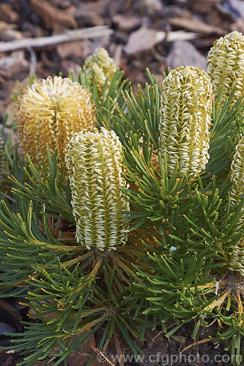 Banksia spinulosa 'Birthday Candles', a cultivar of Banksia spinulosa var. collina (syn. Banksia collina</i>). Dwarf From, a low, spreading form of a large evergreen shrub native of New South Wales and Queensland, Australia and found as far north as Cairns. Its flowerheads are short, but in proportion to the size of the plant and often abundant. Order: Proteales, Family: Proteaceae