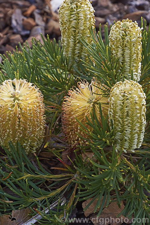 Banksia spinulosa 'Birthday Candles', a cultivar of Banksia spinulosa var. collina (syn. Banksia collina</i>). Dwarf From, a low, spreading form of a large evergreen shrub native of New South Wales and Queensland, Australia and found as far north as Cairns. Its flowerheads are short, but in proportion to the size of the plant and often abundant. Order: Proteales, Family: Proteaceae