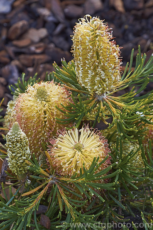 Banksia spinulosa 'Birthday Candles', a cultivar of Banksia spinulosa var. collina (syn. Banksia collina</i>). Dwarf From, a low, spreading form of a large evergreen shrub native of New South Wales and Queensland, Australia and found as far north as Cairns. Its flowerheads are short, but in proportion to the size of the plant and often abundant. Order: Proteales, Family: Proteaceae