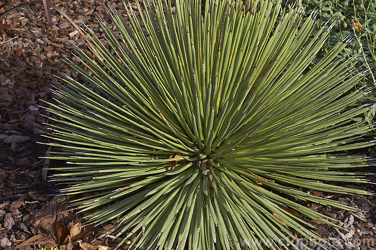 Hedgehog Agave, Rabo de Leon (<i>Agave stricta</i>), an evergreen perennial native to southeastern Mexico, with stiff, narrow, spine-tipped leaves. It forms a densely foliaged, spherical rosette and eventually develops a tall flower spike. Order: Asparagales, Family: Asparagaceae