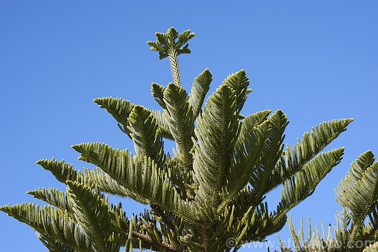 The distinctive growing tip of a Norfolk Pine (<i>Araucaria heterophylla</i>). Endemic to Norfolk Island, this tree has the unusual habit of being very upright despite constant exposure to wind, which makes it a very popular coastal tree in areas that are mild enough to support it. Order: Pinales, Family: Araucariaceae