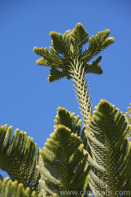 The distinctive growing tip of a Norfolk Pine (<i>Araucaria heterophylla</i>). Endemic to Norfolk Island, this tree has the unusual habit of being very upright despite constant exposure to wind, which makes it a very popular coastal tree in areas that are mild enough to support it. Order: Pinales, Family: Araucariaceae