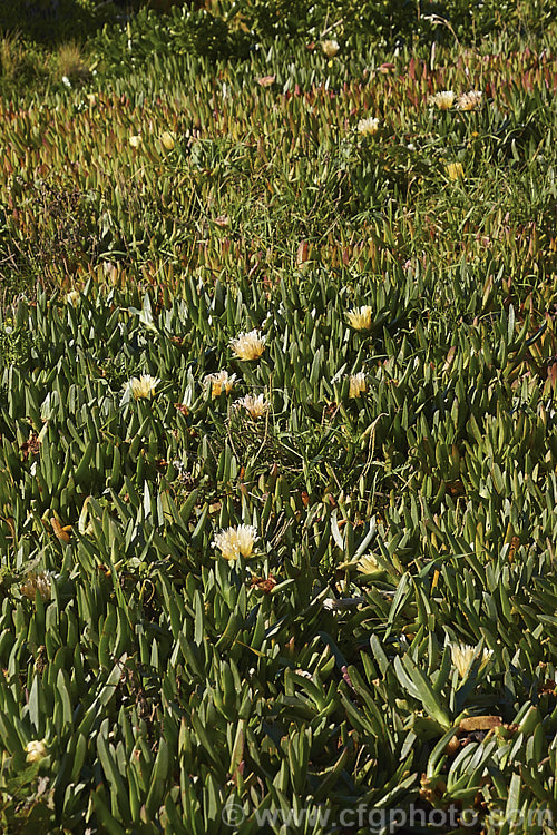 Hottentot. Fig or Iceplant (<i>Carpobrotus edulis</i>), a South African succulent that has naturalised in many areas, particularly near the coast. Its flowers are followed by edible watery fruit. carpobrotus-2650htm'>Carpobrotus. <a href='aizoaceae-plant-family-photoshtml'>Aizoaceae</a>.