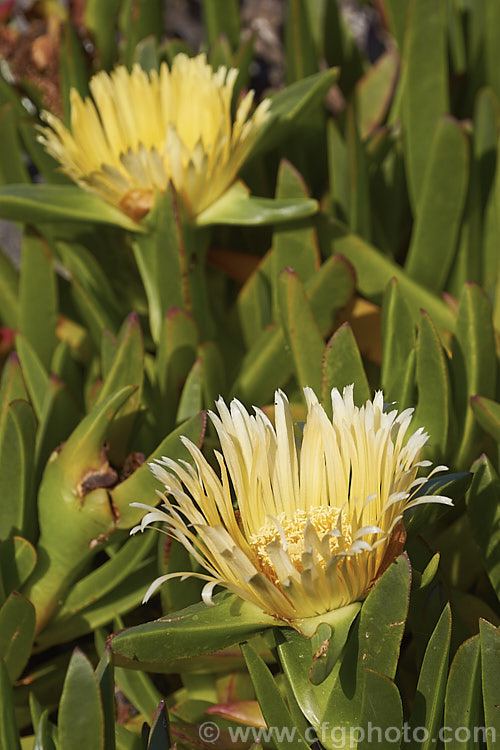 Hottentot. Fig or Iceplant (<i>Carpobrotus edulis</i>), a South African succulent that has naturalised in many areas, particularly near the coast. Its flowers are followed by edible watery fruit. carpobrotus-2650htm'>Carpobrotus. <a href='aizoaceae-plant-family-photoshtml'>Aizoaceae</a>.